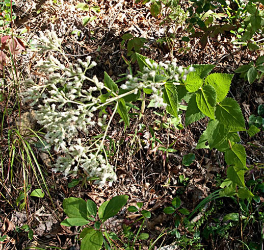 rdboneset